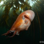 Diver Eric Askilsrud encountered a seven-armed octopus in 2023, while exploring the waters of Salt Creek, Washington.