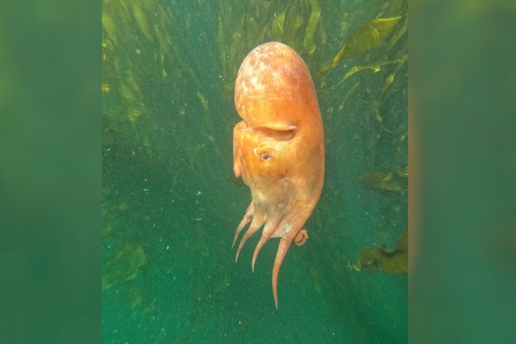 A seven-armed octopus was filmed in Victoria waters near Ogden Point in 2023 by diver Cam Polglase.