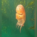 A seven-armed octopus was filmed in Victoria waters near Ogden Point in 2023 by diver Cam Polglase.
