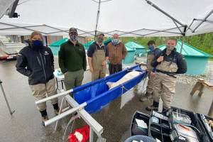 Nechako White Sturgeon Recovery Initiative selected Ts’eketi as the name for the largest Nechako white sturgeon in recent history. (Nechako White Sturgeon Recovery Initative/Facebook)