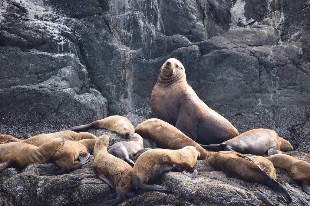 A large sea lion is surrounded by a herd on Mitlenatch Island. Photo by Terry Farrell