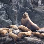 A large sea lion is surrounded by a herd on Mitlenatch Island. Photo by Terry Farrell