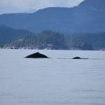 A humpback makes an appearance near Cortes Island during a whale watching tour with Aboriginal Journeys June 18, 2021. Photo by Terry Farrell