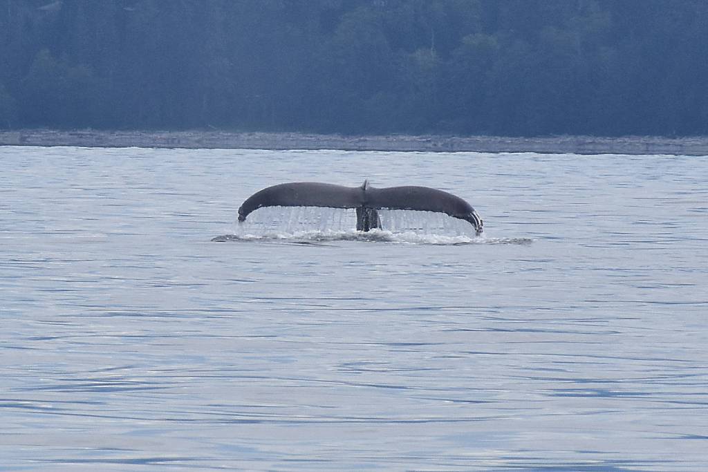 The tail flip tells us this humpback is going for a dive. Photo by Terry Farrell