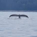 The tail flip tells us this humpback is going for a dive. Photo by Terry Farrell