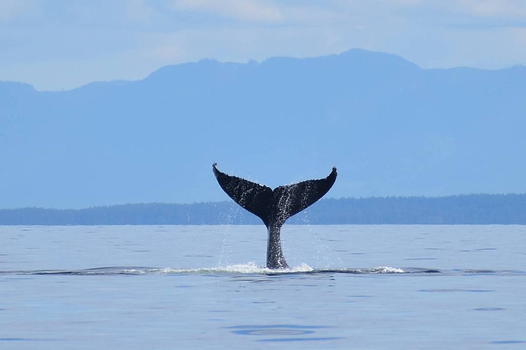 Another humpback ‘going down.’ Photo by Terry Farrell