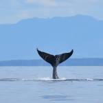 Another humpback ‘going down.’ Photo by Terry Farrell