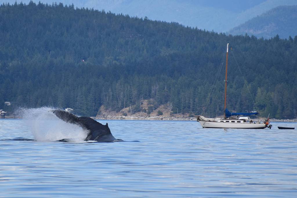 A humpback whale splashes around as a sailboat floats by. Photo by Terry Farrell