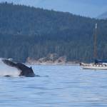 A humpback whale splashes around as a sailboat floats by. Photo by Terry Farrell