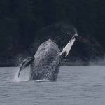 A humpback spotted just off Cortes Island breaches. This humpback breached several times, as it played by itself for nearly half an hour. Photo by Terry Farrell