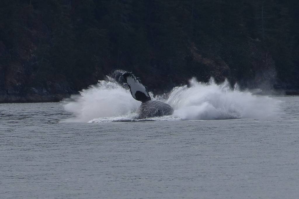 One final big splash before his show ends. Photo by Terry Farrell