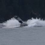 One final big splash before his show ends. Photo by Terry Farrell