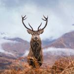 From hunting and ice fishing to snowshoeing and hiking, this new must-read guide from Black Press Media and WestCoastTraveller.com will inspire plenty of winter pursuits.