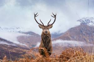 From hunting and ice fishing to snowshoeing and hiking, this new must-read guide from Black Press Media and WestCoastTraveller.com will inspire plenty of winter pursuits.