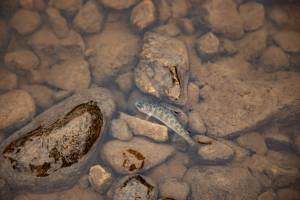 The hatchery program works to support salmon conservation and revitalization efforts.