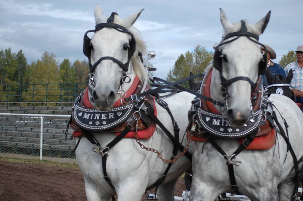 The heavy horse pull will be one of many events returning to the fall fair grounds for the annual BVX (Marisca Bakker photo)