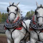 The heavy horse pull will be one of many events returning to the fall fair grounds for the annual BVX (Marisca Bakker photo)