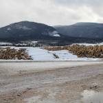 Log yard at Canfor’s Houston sawmill which is closing in April 2023, idling more than 300 employees and many more in the trucking and logging sectors. (Angelique Houlihan photo/Houston Today)