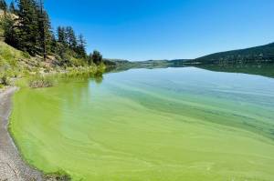 Photographer Michelle Obre captured a picture of algae on Wiliams Lake in 2023. (Michelle Obre photo)