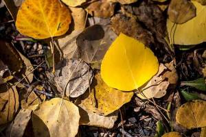 Aspen leaves. (Anne Dirkse/Wikimedia Commons)
