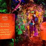 The new &ldquo;Harry Potter: A Forbidden Forest Experience&rdquo; at Stanley Park in Vancouver on media preview night Thursday, Nov. 6, 2025. (Tom Zillich/Surrey Now-Leader)