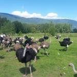 An Edgewood ostrich farm hoped to use an avian flu outbreak to study the disease and develop an antigen for other birds.