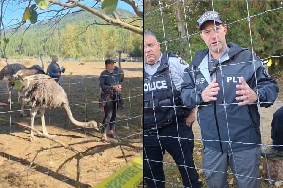 RCMP and CFIA on scene at Universal Ostrich Farm in Edgewood Tuesday, Sept. 23 speaking with owners. (Video stills)