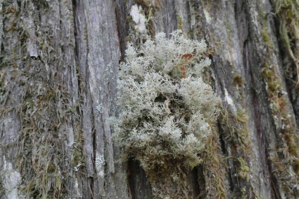 Lichen in the Rainbow-Jordan Wilderness, pictured Oct. 9, 2025. (Evert Lindquist/Revelstoke Review)