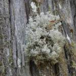 Lichen in the Rainbow-Jordan Wilderness, pictured Oct. 9, 2025. (Evert Lindquist/Revelstoke Review)