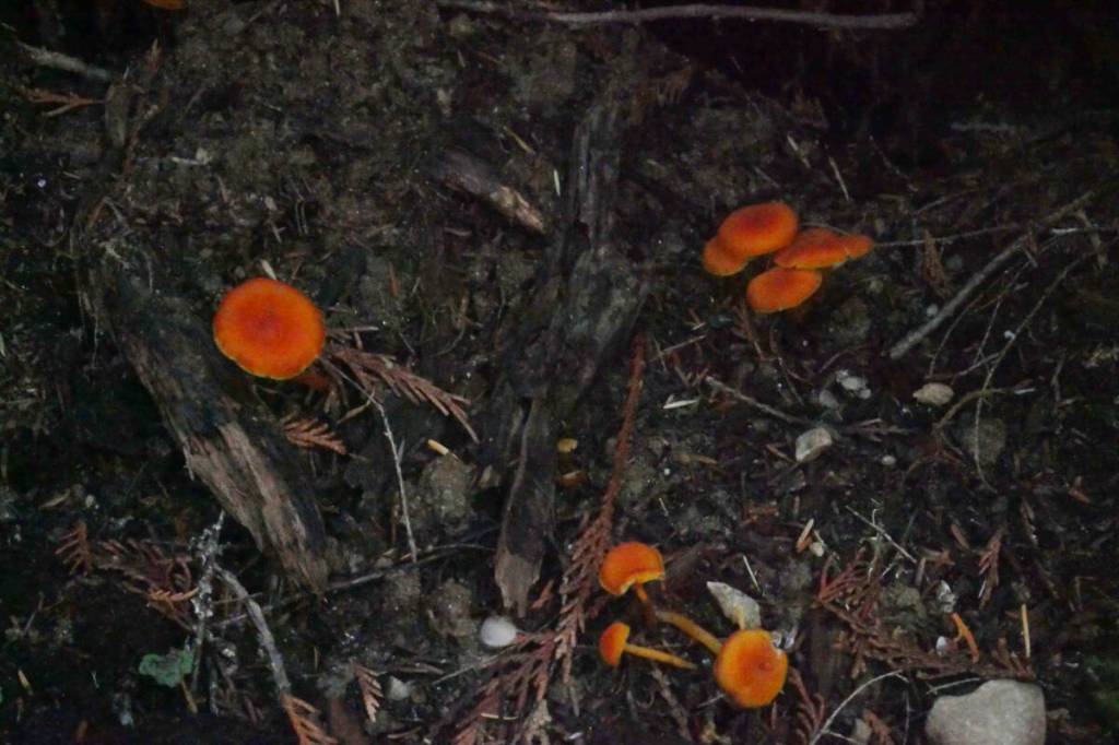 Fungi in the Rainbow-Jordan Wilderness, pictured Oct. 9, 2025. (Evert Lindquist/Revelstoke Review)