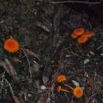 Fungi in the Rainbow-Jordan Wilderness, pictured Oct. 9, 2025. (Evert Lindquist/Revelstoke Review)
