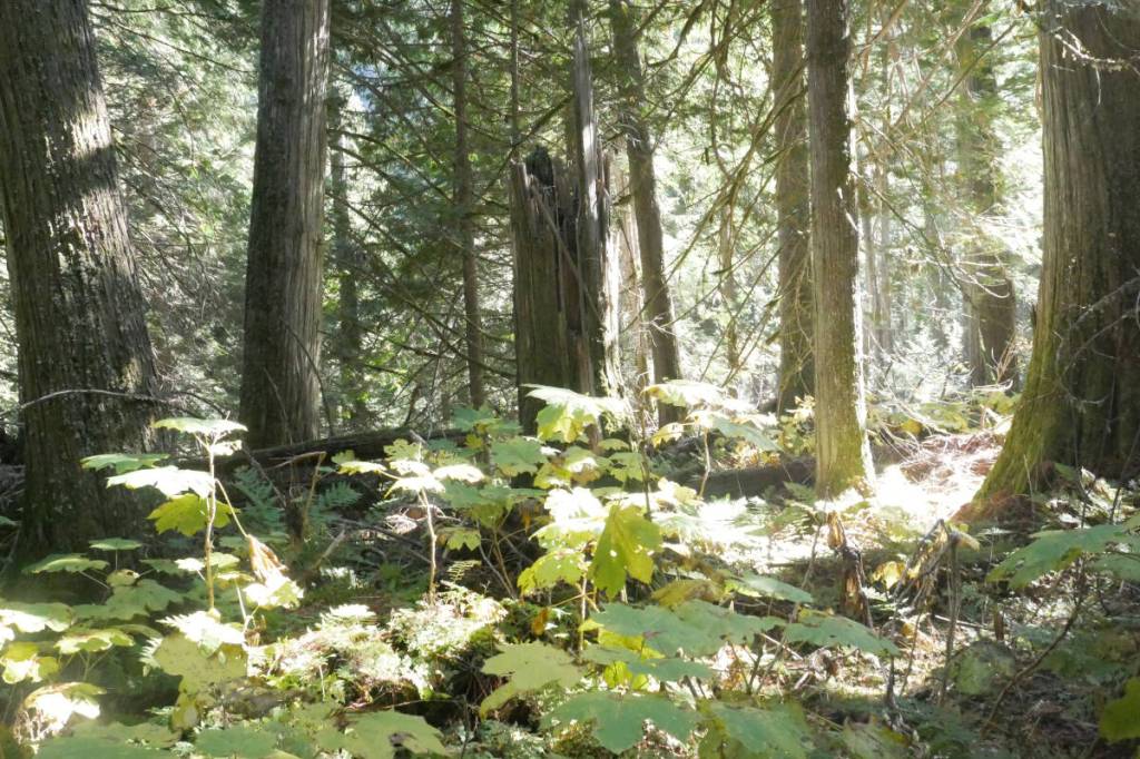 In the thick of the Rainbow-Jordan Wilderness&rsquo;s forests, pictured Oct. 9, 2025. (Evert Lindquist/Revelstoke Review)