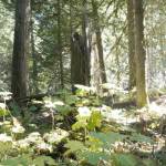 In the thick of the Rainbow-Jordan Wilderness&rsquo;s forests, pictured Oct. 9, 2025. (Evert Lindquist/Revelstoke Review)