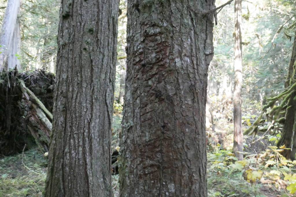 A tree used by black bears for scratching and scent-rubbing in the Rainbow-Jordan Wilderness, pictured Oct. 9, 2025. (Evert Lindquist/Revelstoke Review)