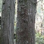 A tree used by black bears for scratching and scent-rubbing in the Rainbow-Jordan Wilderness, pictured Oct. 9, 2025. (Evert Lindquist/Revelstoke Review)