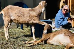 Critteraid, an animal sanctuary in Summerland, recently reported a case of H5N1. The facility has been operating for more than 30 years and cares for dogs, cats and other animals. (Photo: Critteraid Facebook)
