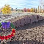 Landscaping for the new home of the Vimy Ridge oak resembles the torn-up terrain of the battleground. (Dan Ferguson/Langley Advance Times)