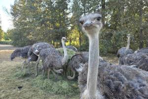 The birds at Universal Ostrich Farm before they were killed Nov. 6. (UOF photo)