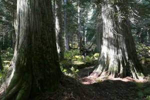 Old-growth trees in the Rainbow-Jordan Wilderness off Lake Revelstoke on Thursday, Oct. 9. (Black Press file photo)