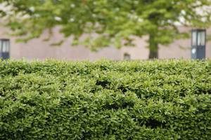 Salmon Arm RCMP found no evidence of wrongdoing when investigating a report from a resident who claimed a shrub on her property was being killed by a neighbour on Oct. 22, 2025. (Pixabay/RebeccasPictures photo)