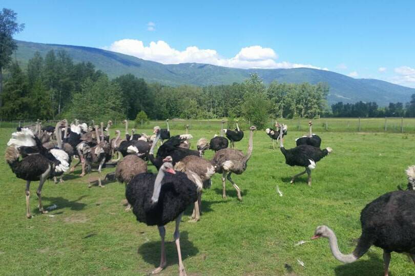 An Edgewood ostrich farm hoped to use an avian flu outbreak to study the disease and develop an antigen for other birds. (Universal Ostrich Farm photo)