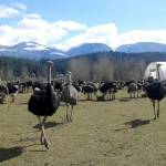 An ostrich farm in Edgewood, B.C. made global headlines in its fight to save its birds from being culled after avian flu cases were found. (Universal Ostrich Farm photo)
