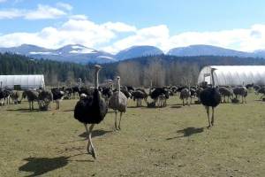 An ostrich farm in Edgewood, B.C. made global headlines in its fight to save its birds from being culled after avian flu cases were found. (Universal Ostrich Farm photo)