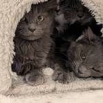 The Okanagan Humane Society rescued 21 abandoned cats from a property in Lone Butte, the organization said in a media release Wednesday, Nov. 19, 2025. (OHS photo)