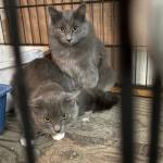 OHS says the cats are all in relatively good health, but the organization is stretched thin due to an uptick in rescues this year.