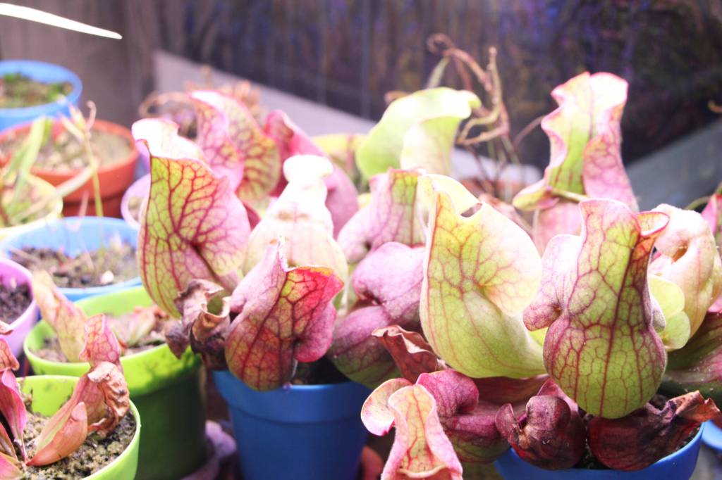 Pitcher plants are one of several different species of plants that Elanore and Christian Lass cultivate. (Patrick Davies photo - 100 Mile Free Press)