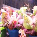 Pitcher plants are one of several different species of plants that Elanore and Christian Lass cultivate. (Patrick Davies photo - 100 Mile Free Press)