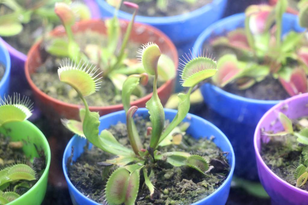 Venus flytraps sprout from some clippings of sphagnum. (Patrick Davies photo - 100 Mile Free Press)