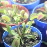 Venus flytraps sprout from some clippings of sphagnum. (Patrick Davies photo - 100 Mile Free Press)