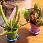 Two different species of pitcher plants grown by Christian and Elanore Lass. (Patrick Davies photo - 100 Mile Free Press)